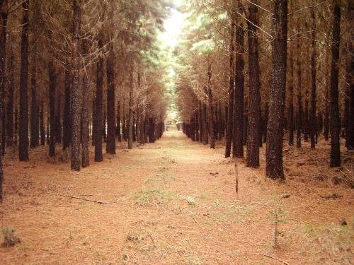 [pinus.bmp]