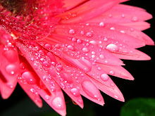 rain drops on a pink flower