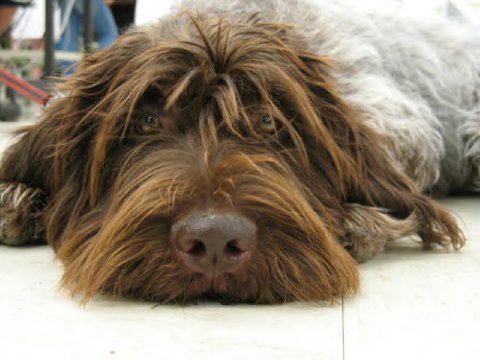 pointing griffon puppy wirehaired pointing griffon puppies pictures pointing griffon puppy wirehaired pointing griffon puppies pictures