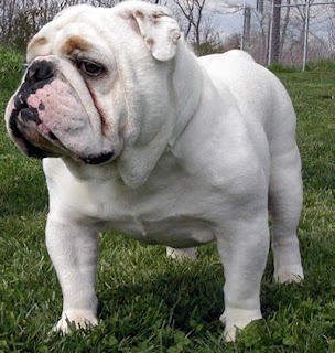 White English Bulldog
