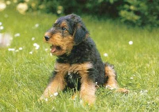 Airedale Terriers Puppy