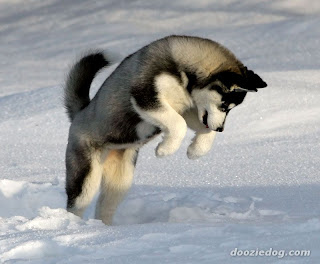 siberian husky Puppies