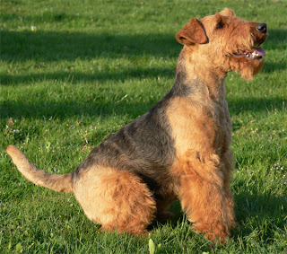 Welsh Terrier Dog Pic