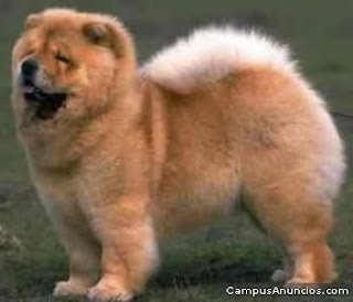 Chow Chow Dute Dog Picture