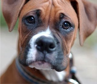 Boxer dog Face