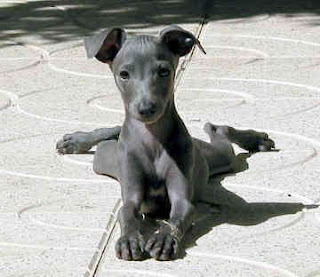 Italian Greyhound Photo
