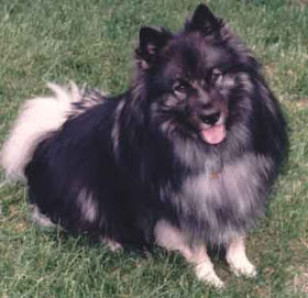black keeshond