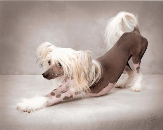 Chinese Crested Dog Pic