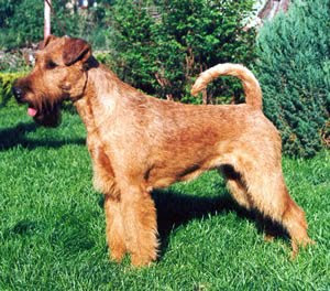 Irish Terrier Picture