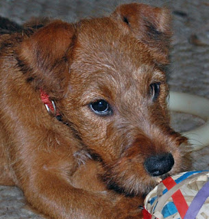 Irish Terrier Puppy Picture