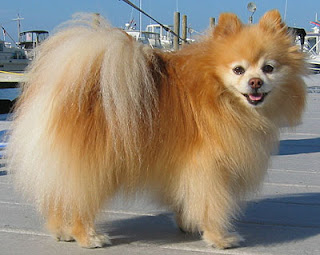 Pomeranian Puppy