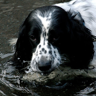 English Setter In Water Picture