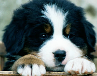 Bernese Mountain Dog Picture