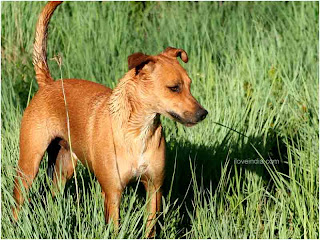 Africanis dOG Breed