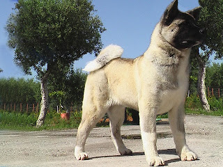 American Akita Dog Breed