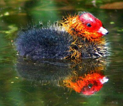 [img]http://4.bp.blogspot.com/_GrwOV_z6vYM/SmVyRnAS9dI/AAAAAAAAD58/kv2xe8TgGkU/s400/Meerkoet_juveniel.JPG[/img]