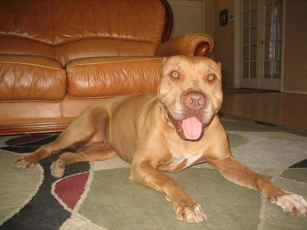 pitstop community assist pit bull mix shar pei 8 year old female seeking a good home downtown dog rescue