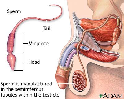 human male reproductive human digestive system diagram for kids. human male reproductive