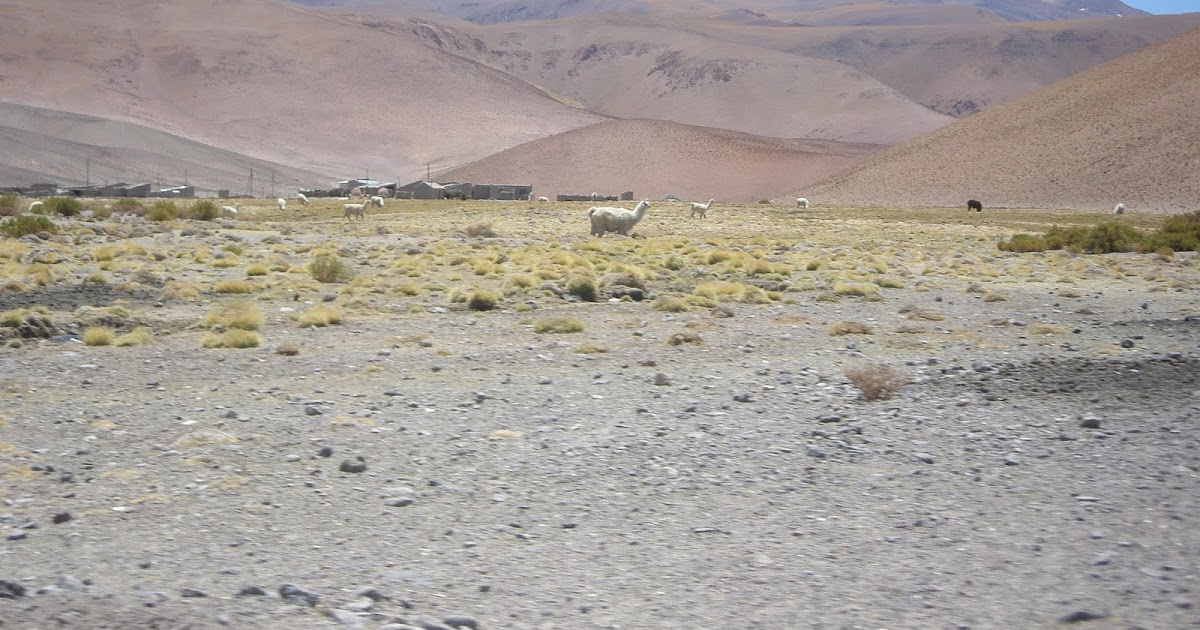 Locos por la Puna SANTA ROSA DE LOS PASTOS GRANDES