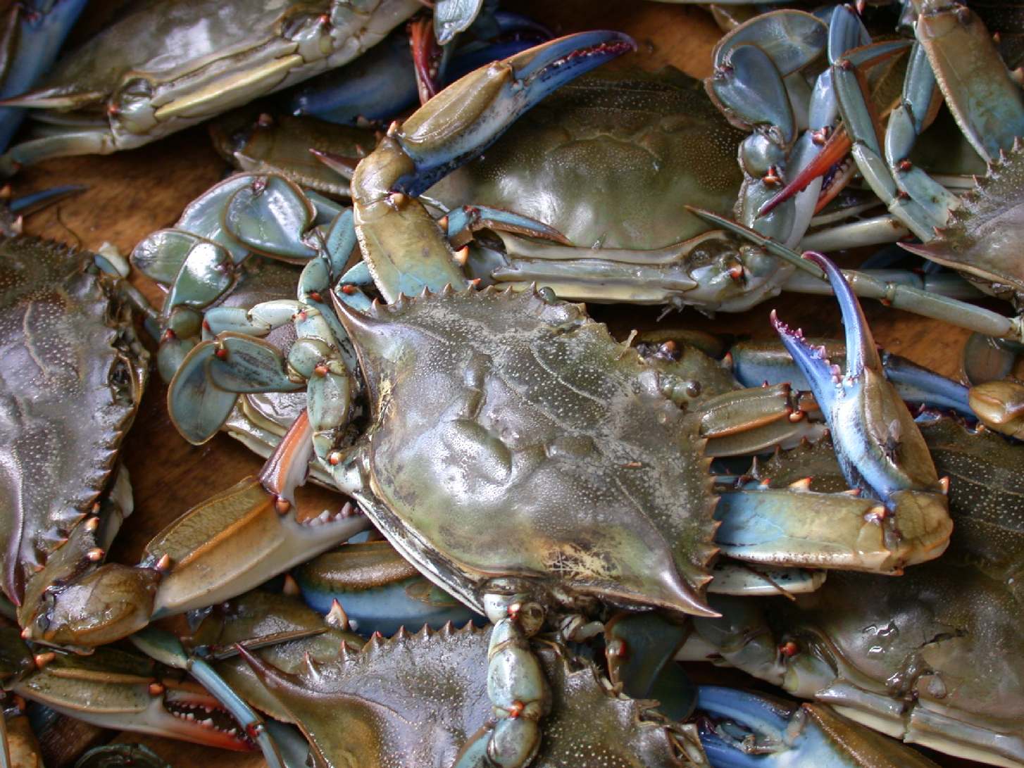 mud crab fattening