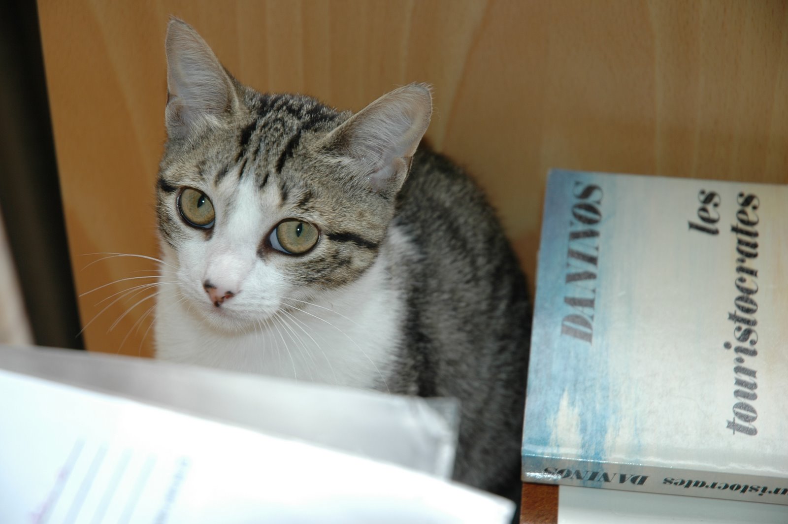 [GATOS+2-07-06+005.jpg]