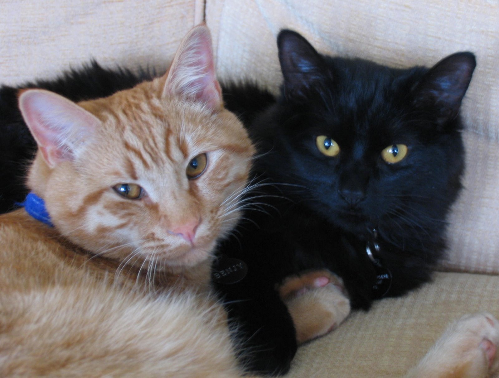 [Chris+Cats+2008.JPG]
