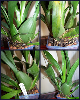 Sharry Baby Orchid