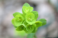 Euphorbe