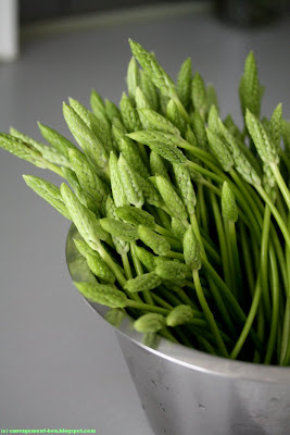 Ornithogale des Pyrénées, aspergette ou asperge des bois