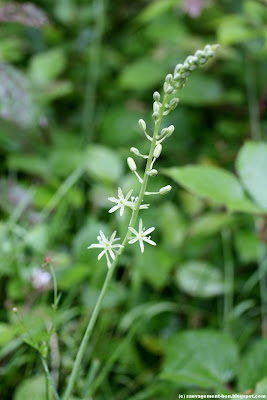 Aspergette, asperge des bois, ornithogale des Pyrénées Aspergette, asperge des bois, ornithogale des Pyrénées