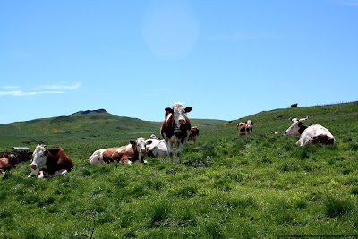 Vaches montbéliardes en cours de production intense Vaches montbéliardes en cours de production intense
