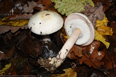 Agaric des bois (agaricus silvicola) Agaric des bois (agaricus silvicola)