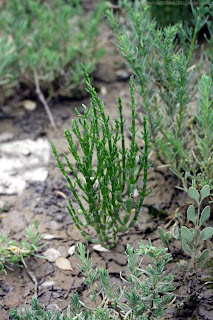 Salicorne d'europe (salicornia europaea). Au premier et en arrière plan, de la soude maritime (suaeda maritima). A droite, quelques feuilles ovales d'obione (halimione portulacoides).
