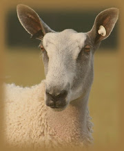 PEDIGREE BLUEFACED LEICESTERS