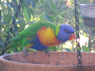 wildbird rainbow lorikeet