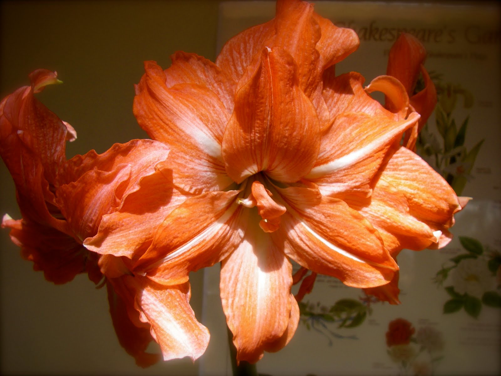Two Gardens In Santa Fe Amaryllis; Indoor beauty for the winter
