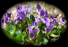 English Violets