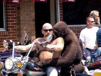 Largest Primate