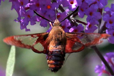 Hummingbird moth (Hemaris diffinis) Hummingbird moth (Hemaris diffinis)