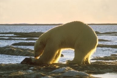 Save the Polar Bears: polar bear diet