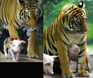 tiger and pigs 1 tiger and pigs 1