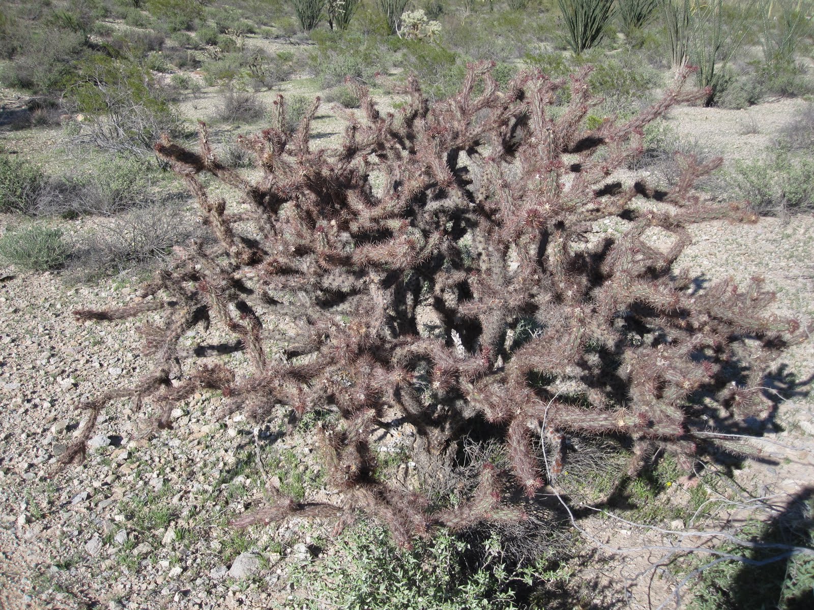 buckhorn cholla