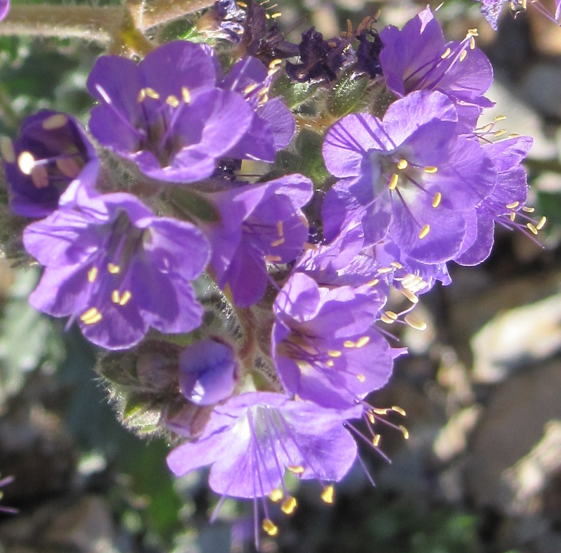 Cannundrums Scorpion Weed