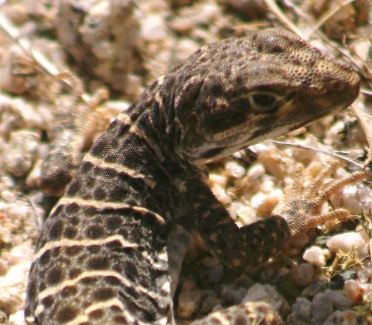 Cannundrums: Large-Spotted Leopard Lizard