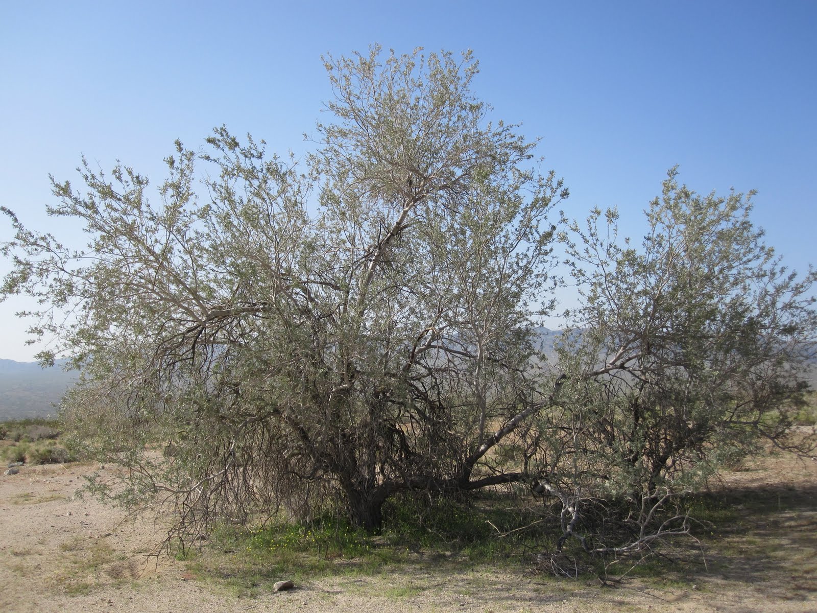 Cannundrums Ironwood Tree