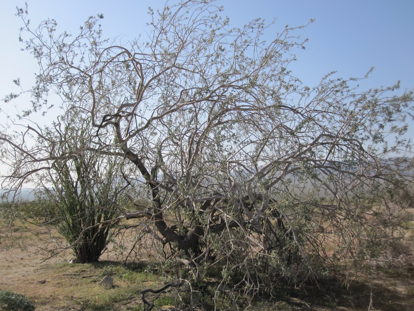 Cannundrums Ironwood Tree