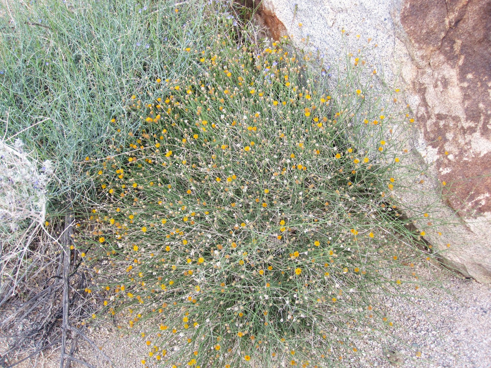 Cannundrums Button Brittlebush or Rayless Encelia