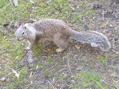 California Ground Squirrel