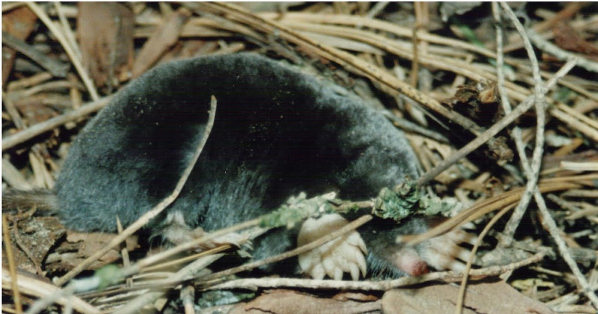 Cannundrums California Mole