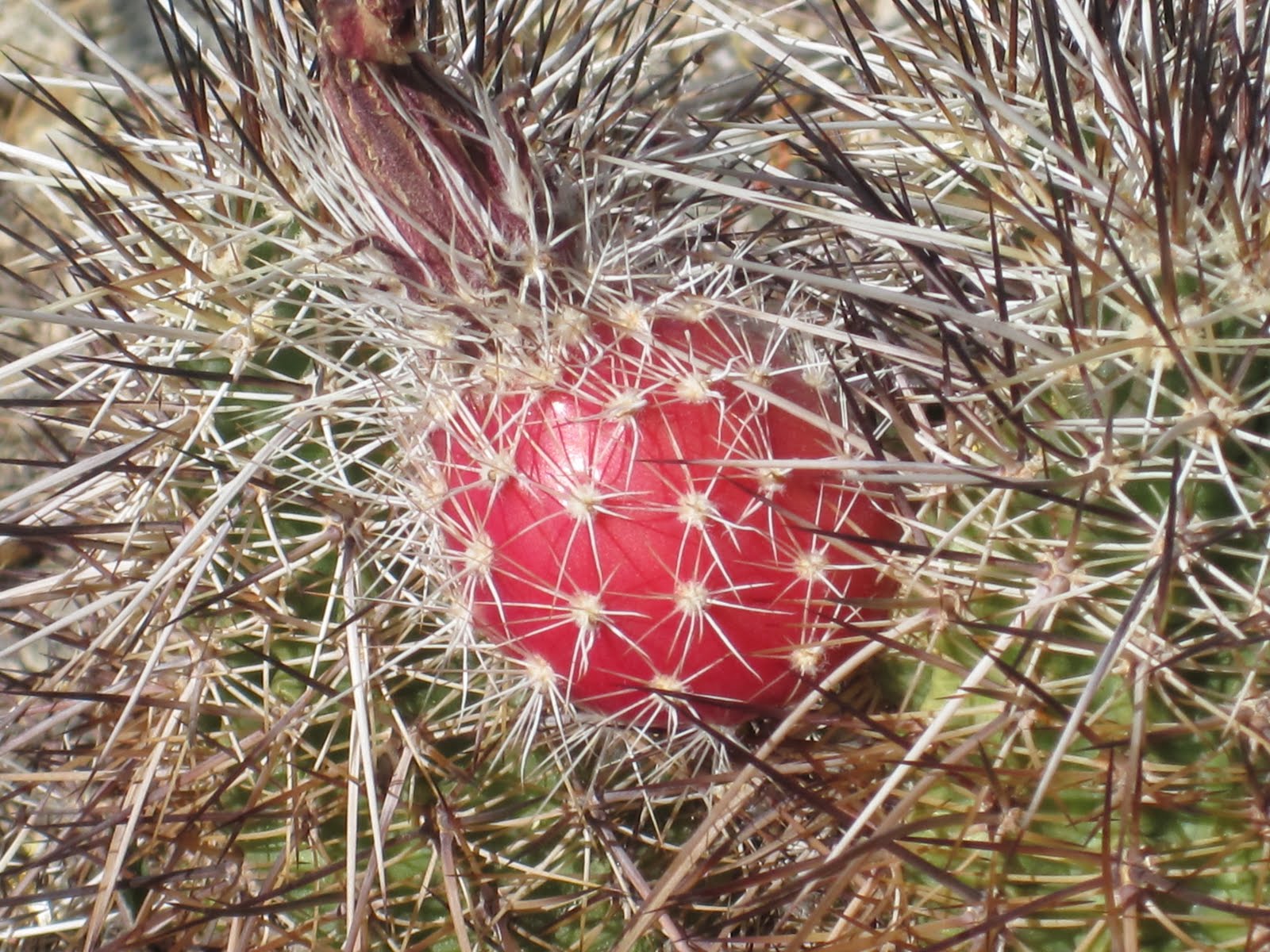 Cannundrums Hedgehog Cactus Fruit
